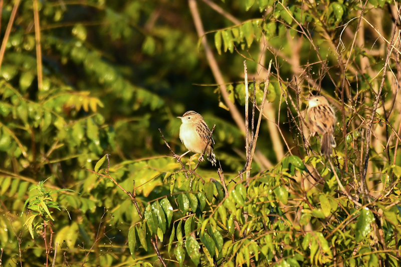 Birds